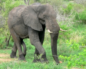 dataset/images/elephant.jpg
