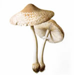 dataset/images/mushroom.jpg