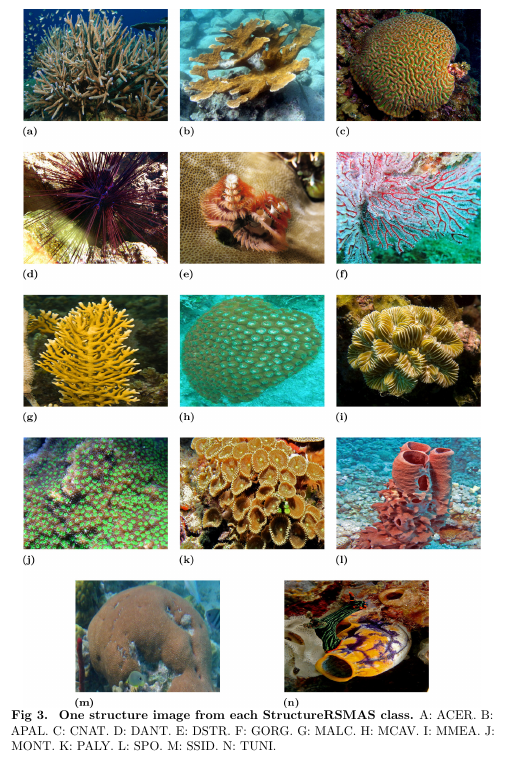 Coral species identification with texture or structure images using a ...